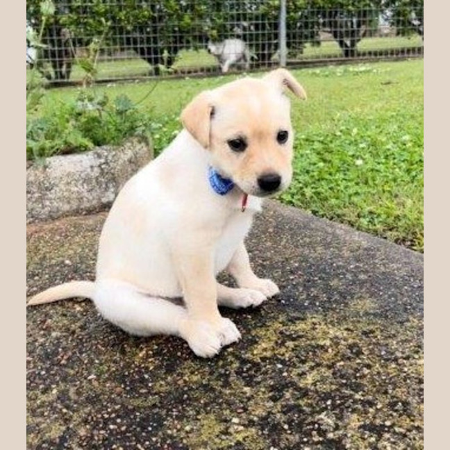 Photo of Thea   8 Week Old Staffy X Koolie (Hold)
