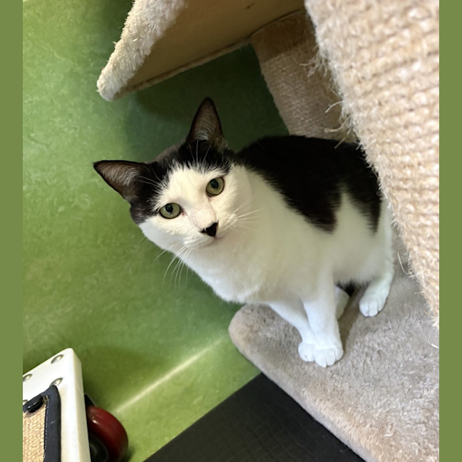 Photo of Cleopatra (Bonded With Sylvester)