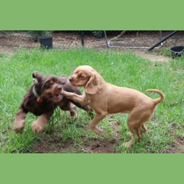 Photo of Dusty & Misty