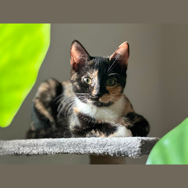 Photo of Holly & Ivy