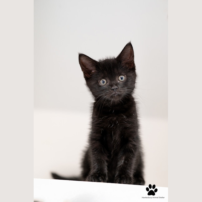 Photo of Toffee