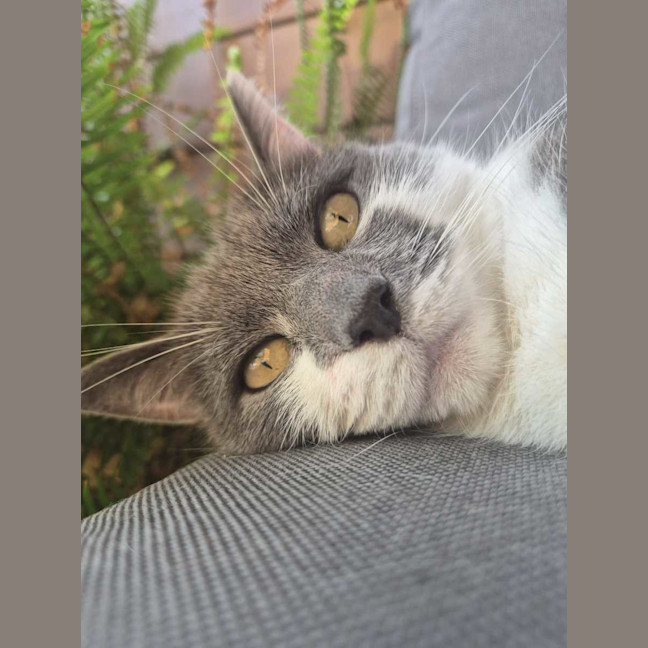 Photo of Smokey