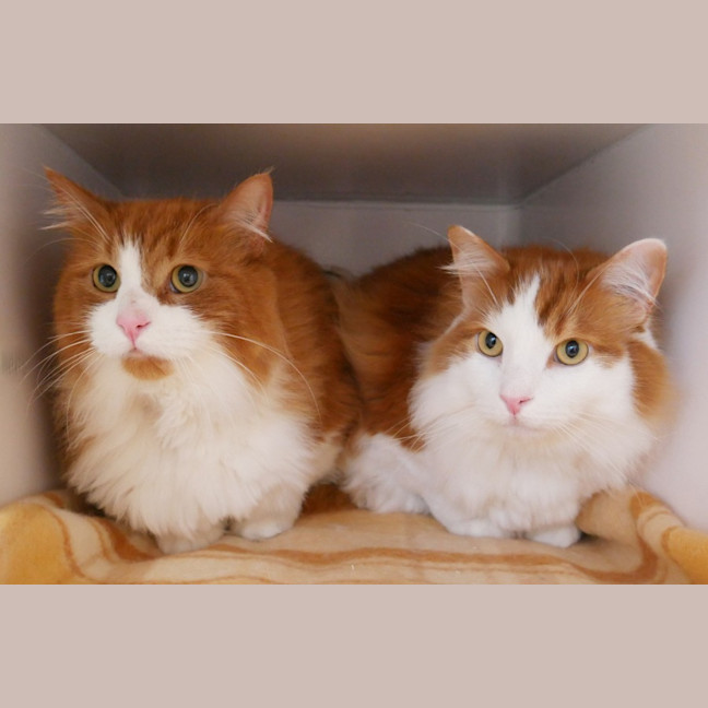 Photo of Ronnie Sua013145 & Oska Sua013144