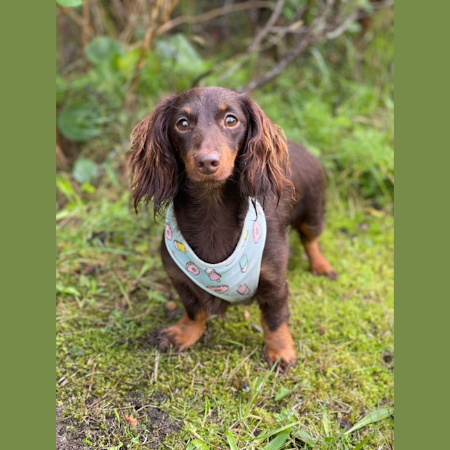Photo of Fifi