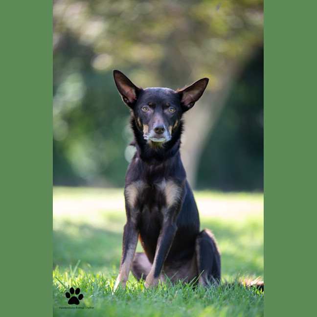 Photo of Echo