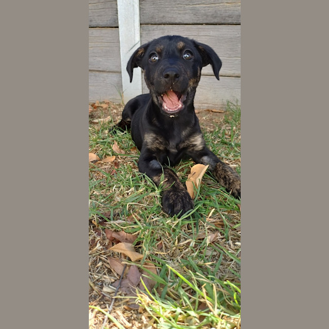 Photo of Bizzy