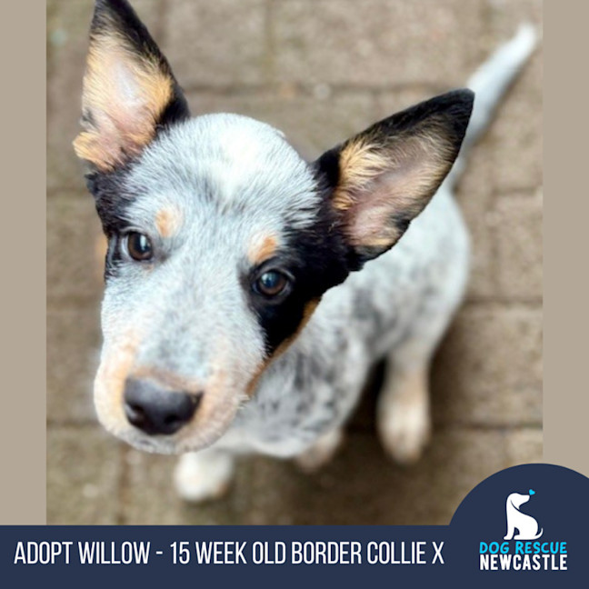 Photo of Willow   15 Week Old Cattle Dog X