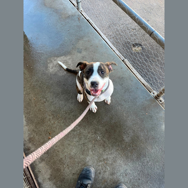 Photo of Dexie