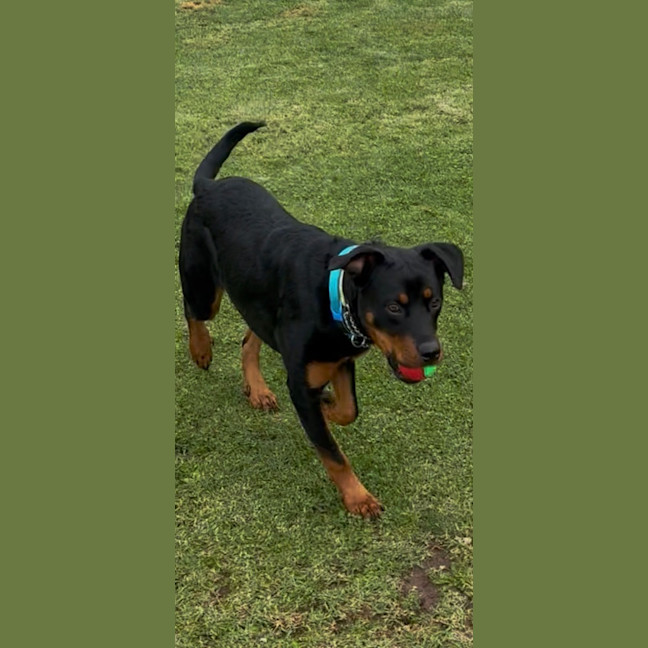 Photo of Chase