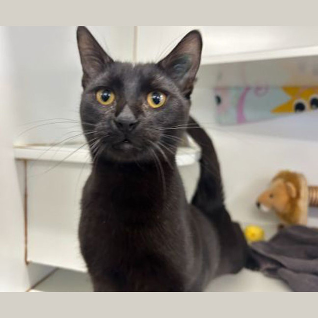 Photo of Binx
