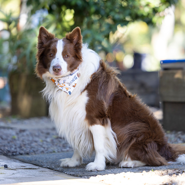 Photo of Oscar Pawastri