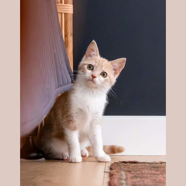 Photo of Blossom