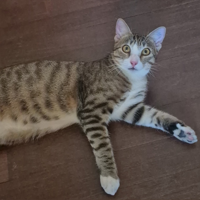 Photo of Blaze