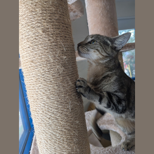 Photo of Kora