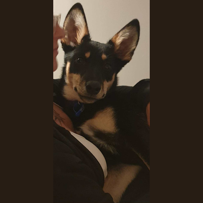 Photo of Ally   6 Month Old Kelpie X