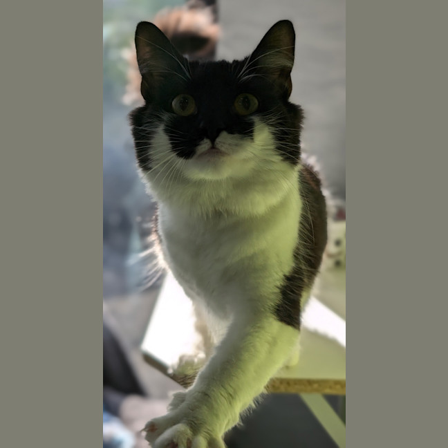 Photo of Fifi La Fume