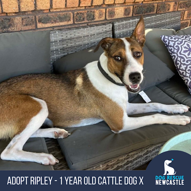 Photo of Ripley   1 Year Old Cattle Dog X