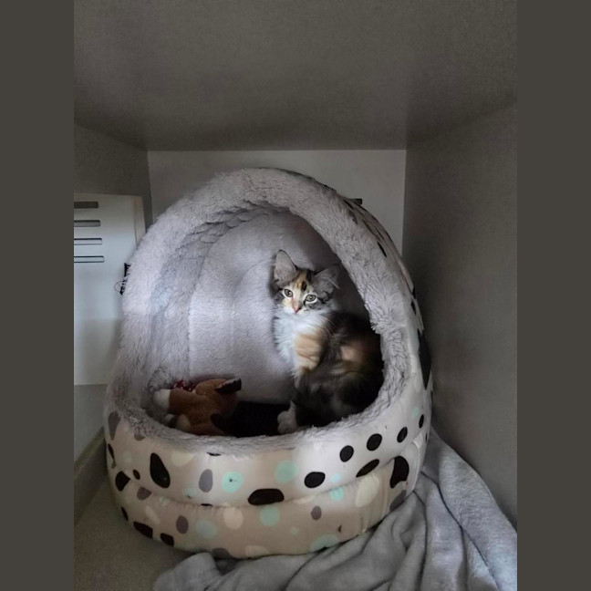 Photo of Tango *Available At Pet Stock Milperra*