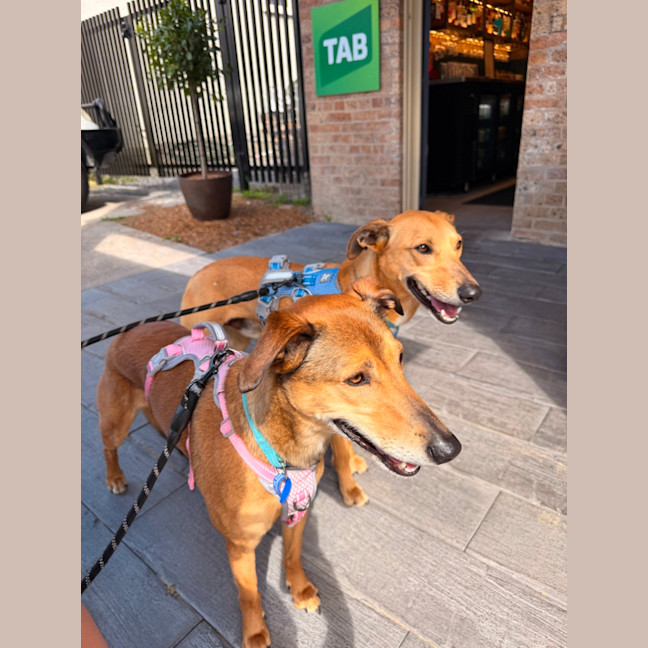 Photo of Snickers & Caramel
