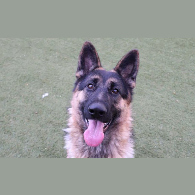 Photo of Willow