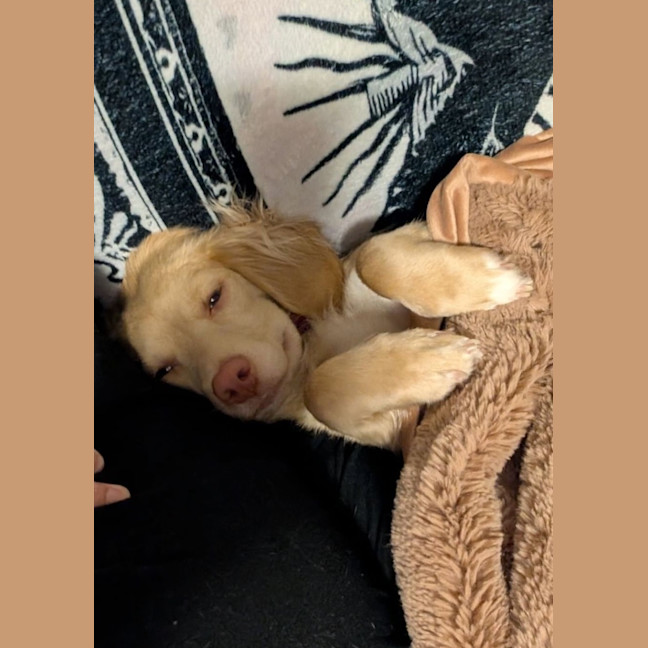 Photo of Daffodil