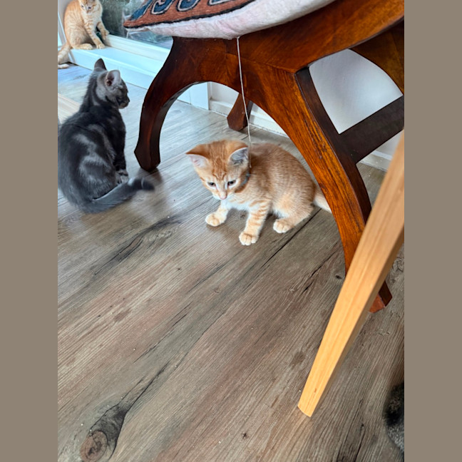 Photo of Ducky Meet Me At Petstock Keysborough