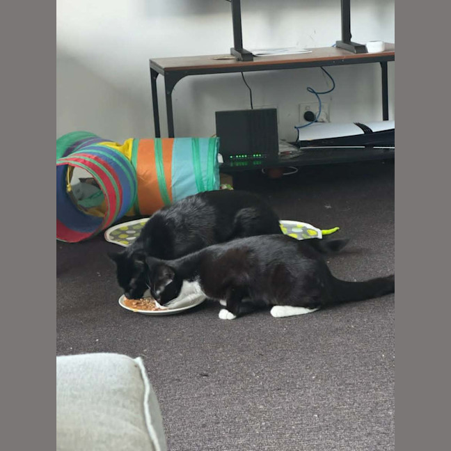 Photo of Morgan *9 Lives Project Rescue*