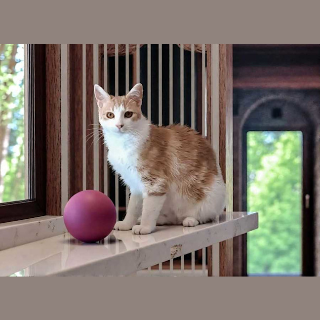 Photo of Layla * 9 Lives Project Rescue*