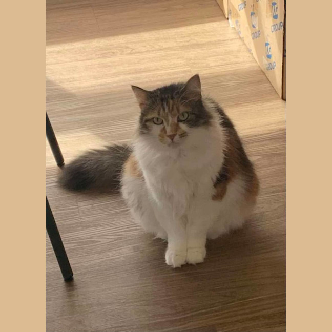 Photo of Cherry