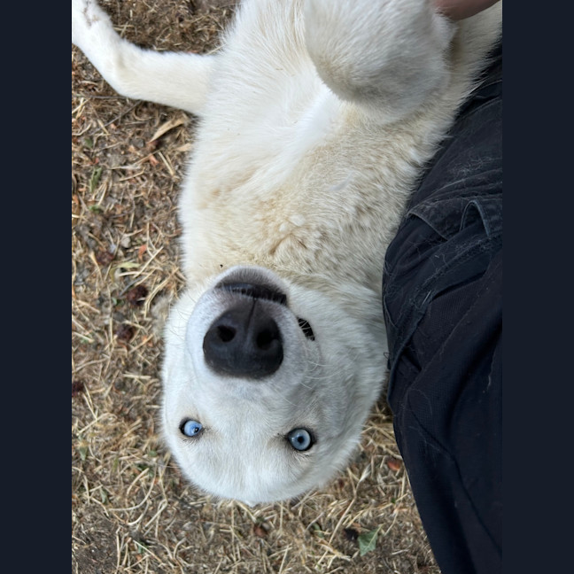 Photo of John Snow (Max)