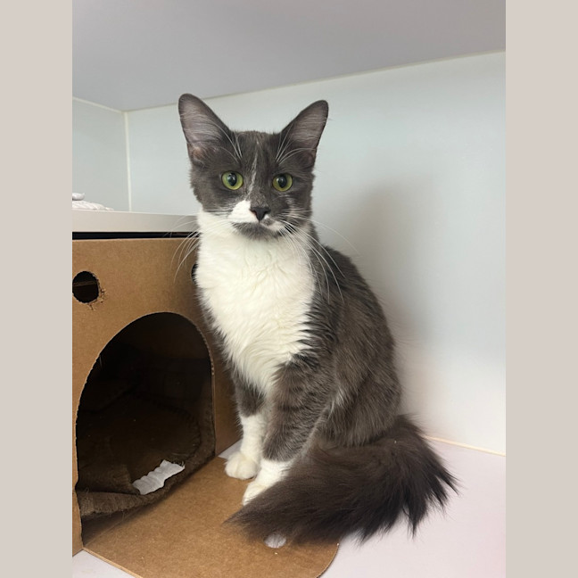 Photo of Bluebell