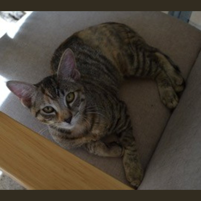 Photo of Lola   4 Month Old Domestic Medium Hair