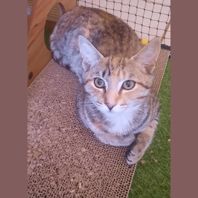 Photo of Mitsuri