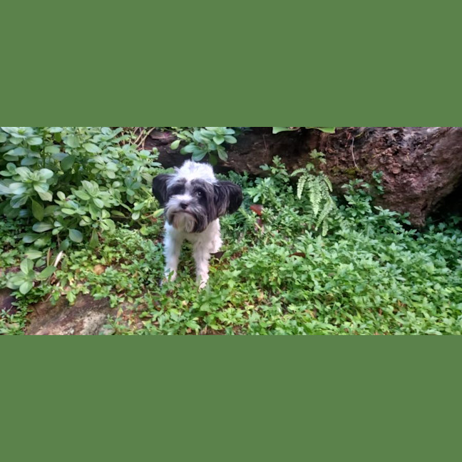 Photo of Pippin