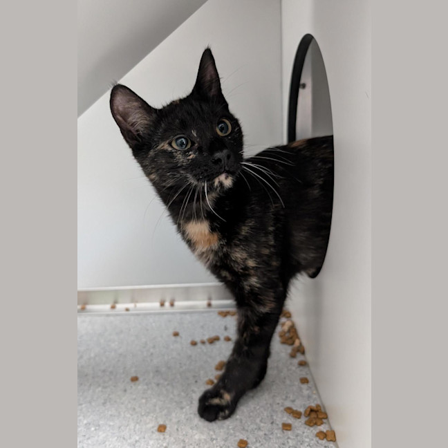 Photo of Cookie
