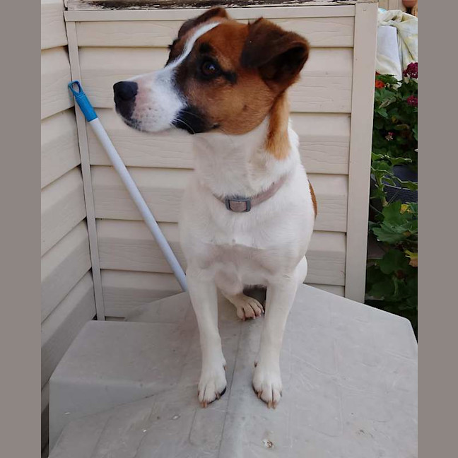 Photo of Pip