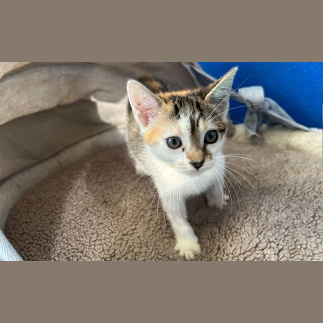 Photo of Tink