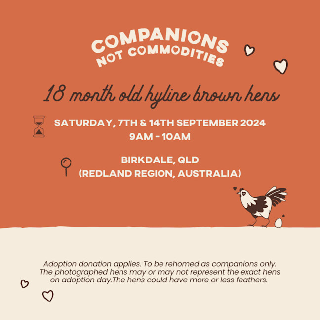 Photo of Rescue Hens