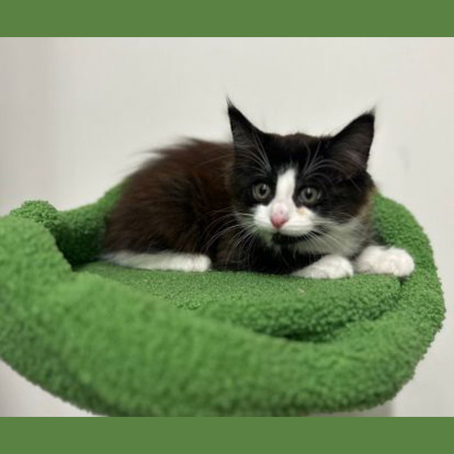 Photo of Smudge