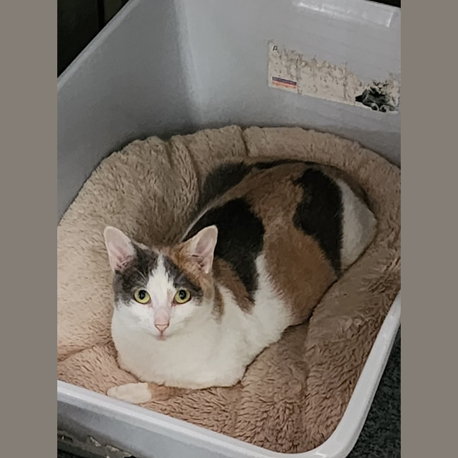 Photo of Marshmallow 