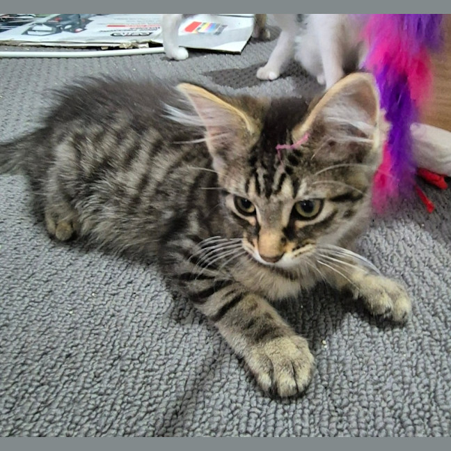 Photo of Chairman Meow