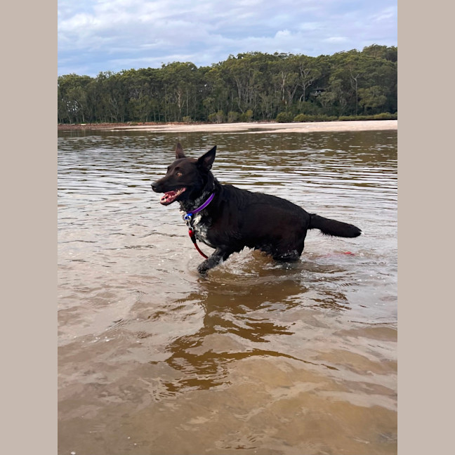 Photo of Lulu   7 Year Old Kelpie X