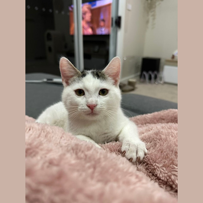 Photo of Guppy