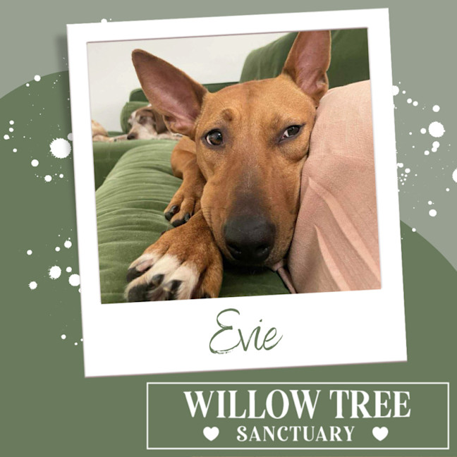Photo of Evie