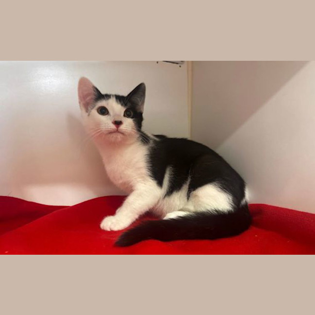 Photo of Kiki