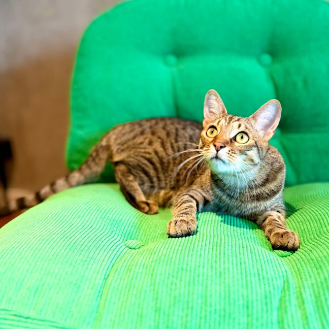 Photo of Treat   Located In Brunswick East