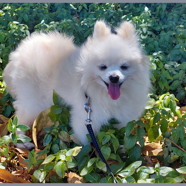 Photo of Princess