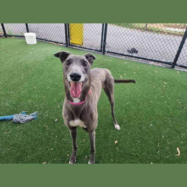 Photo of Kiwi Imp 2682