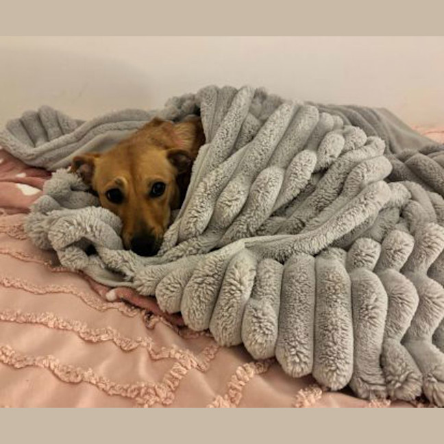 Photo of Gracie