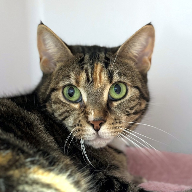 Photo of Nutmeg Rsta012162